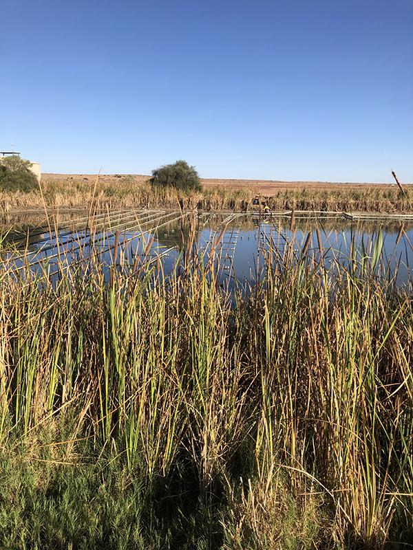 Cooling pond in Birdsville with dark brown water and metal cooling equipment on the surface of the water. There are green reeds in the foreground and a blue cloudless sky. There is a brown grass paddock in the background.