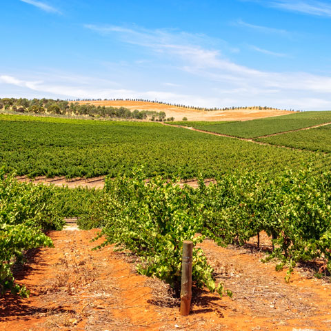 Photo of grapevines with hills and sky in background.