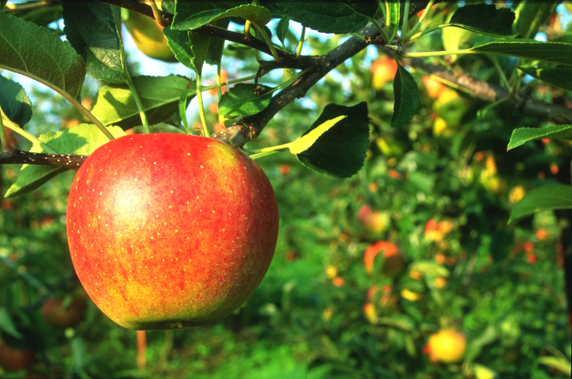 Apple on a tree