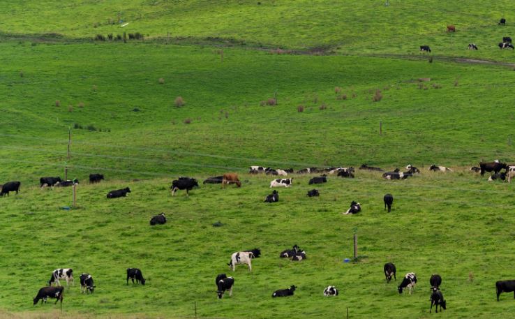 cows in the field