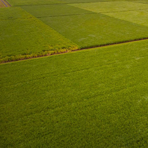 Aerial view of green field.