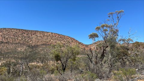 Scrubby vegetation and trees are in the foreground. The background shows the rocky, red coloured Flinders Ranges and a bright blue sky.