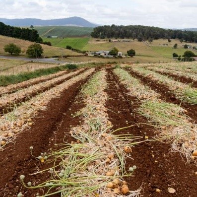 Wide shot of recently ploughed crop fields with farmhouse, more fields and mountains in the backdrop. Near Lake Leake, Tasmania Dam.