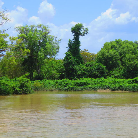 Landscape photo of the Adelaide River in the Northern Territory with over-grown green trees on the side.