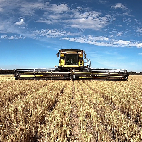 Combine harvester in field.