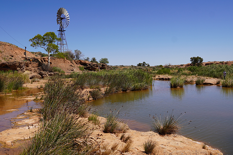 A (water) spring in remote South Australia, with a windmill in the background.
