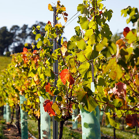 Close up of vines in a vineyard in the Tamar Valley region of Tasmania. The area is renown for its wine production due to the high quality of the soil.