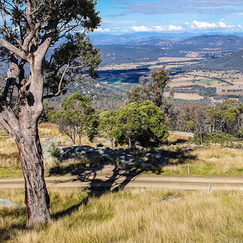 Landscape view of bush and green and gold grassland, close up of leafy trees and a walking path in the foreground. 