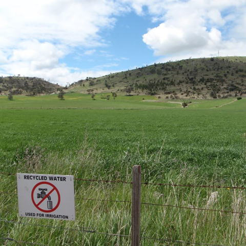 Green agricultural crop, hills in the distance. Sign on fence states recycled water used for irrigation