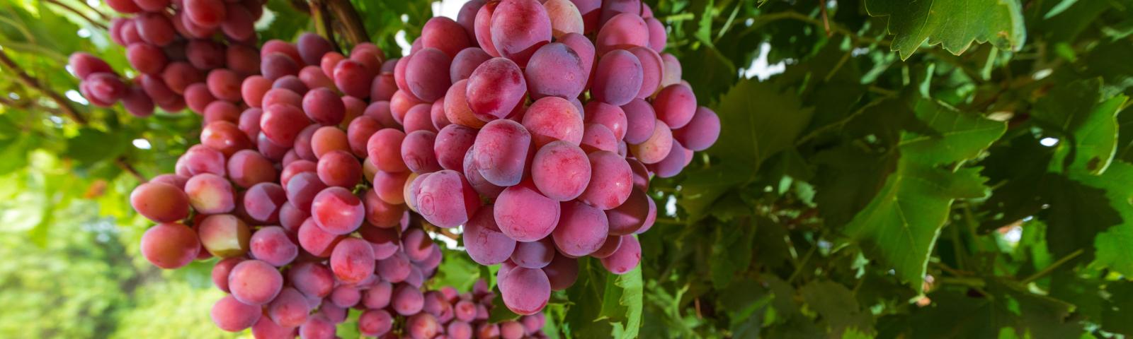 Grapes on a tree