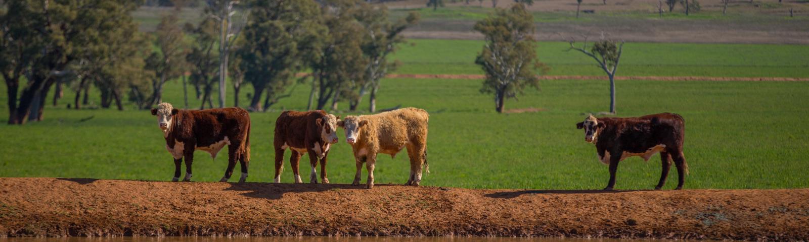 Livestock near water in Tamworth in New South Wales in Australia Image courtesy Joshua Smith