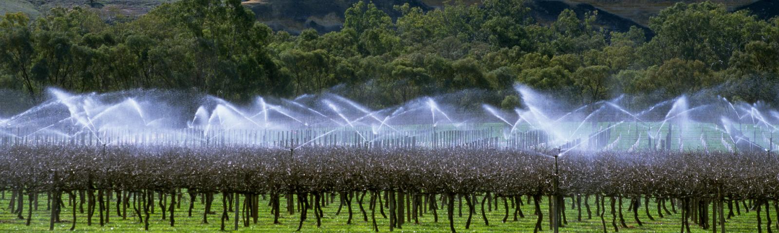 Irrigation over a vineyard in regional Australia
