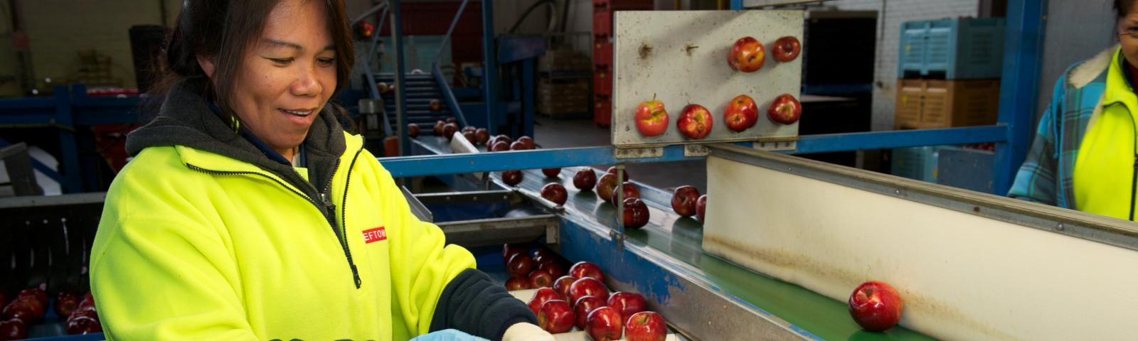 Production worker in high vis clothing and wearing light blue gloves sorting apples