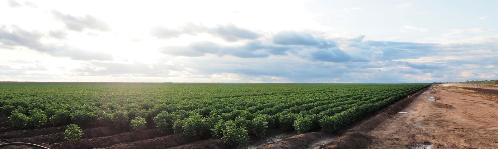 A drip irrigation system is shown along the ground and is located next to rows of green farming crops
