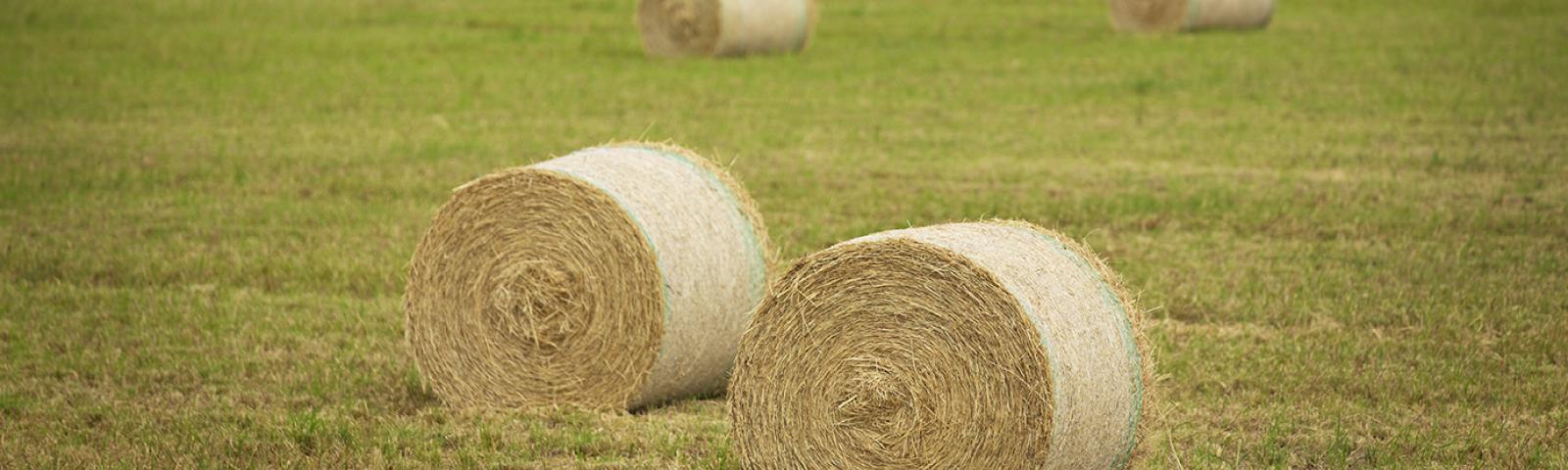 Livestock feed in a field - rolls of baled hay
