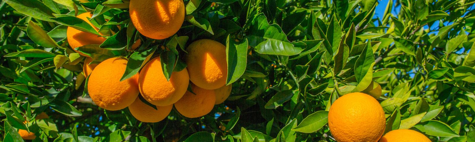 Oranges on a tree