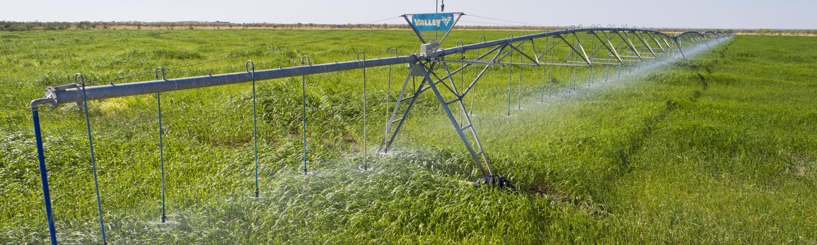 irrigation