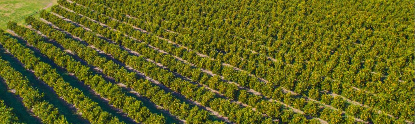 arial view of orchard rows - Department of Agriculture, Water and the Environment