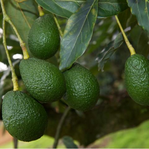 Avocadoes on a tree in regional Australia