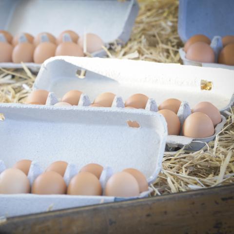 eggs from a market in Brisbane in Queensland in Australia