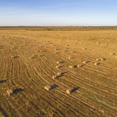field