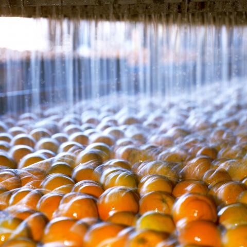 Orange harvest being washed in Australia