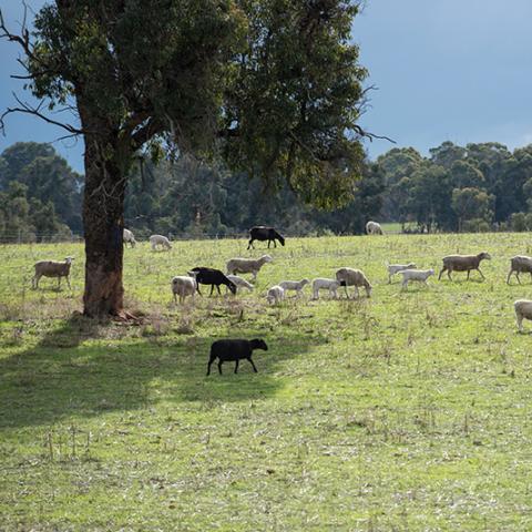 grazing sheep - Department of Agriculture, Water and the Environment