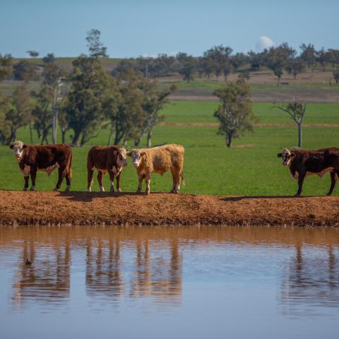 Livestock near water in Tamworth in New South Wales in Australia Image courtesy Joshua Smith