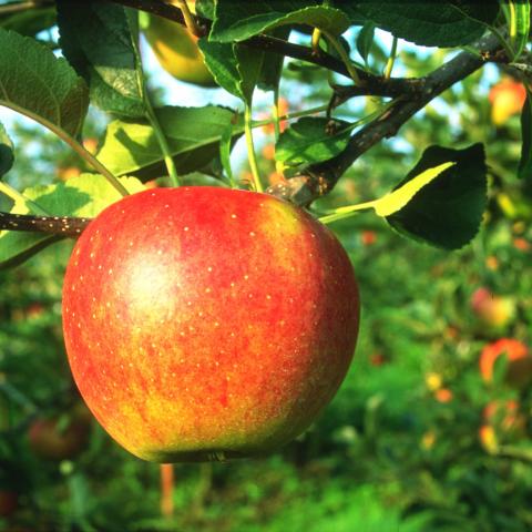 Apple on a tree