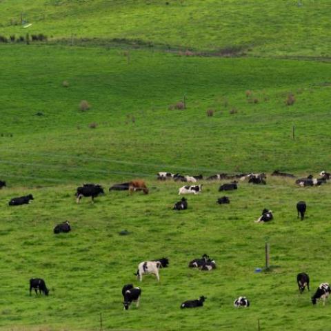 cows in the field