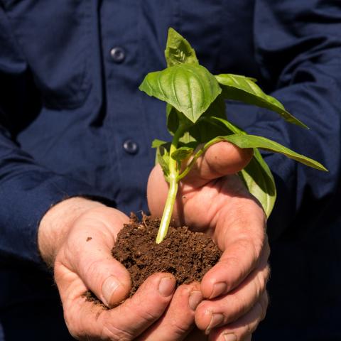 Small herb in a farm worker’s hands in regional Australia Image courtesy Kerry Trapnell