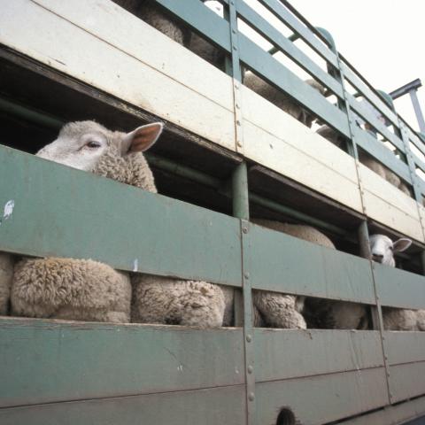 Sheep in a truck