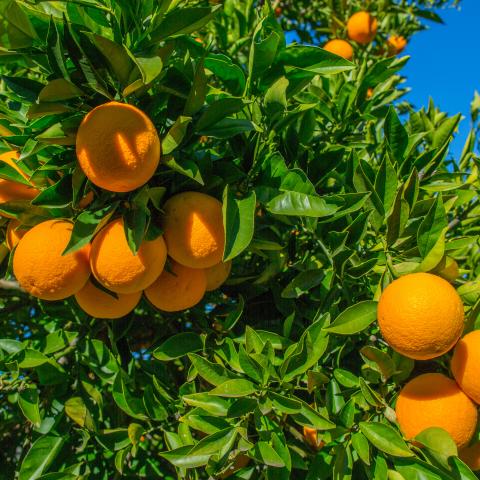 Oranges on a tree