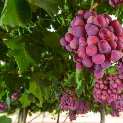 grapes on the vine