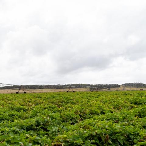 boom irrigation