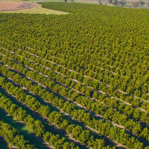arial view of orchard rows - Department of Agriculture, Water and the Environment