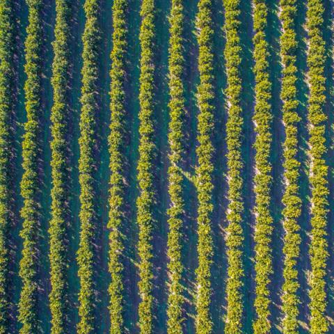aerial view of orchard rows - Department of Agriculture, Water and the Environment