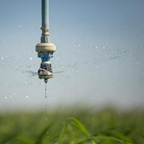 a close up of an overhead sprinkler in use above a crop. Image courtesy of Nathan Dyer