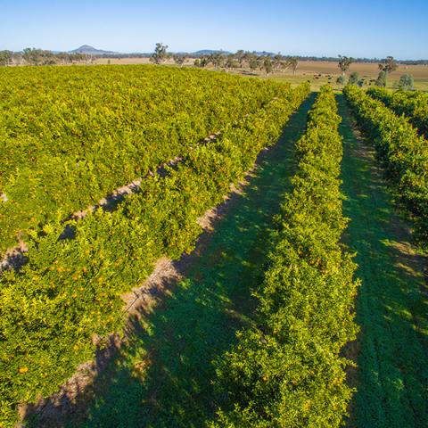 orchard rows - Department of Agriculture, Water and the Environment