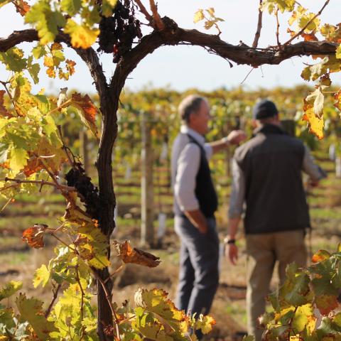 Table grapes at Sunraysia Modernisation Project 2 in Victoria