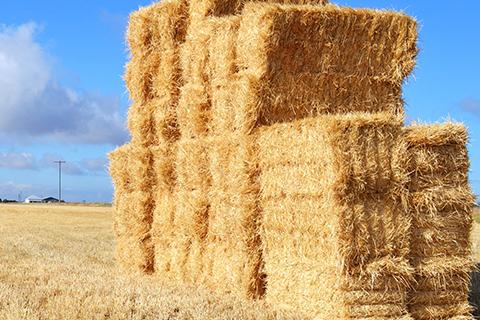 Stack of hay bales on dry farmland.