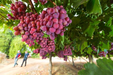 Grapes on a tree