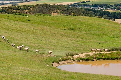Landscape of countryside fields and scrub in South Australia with sheep at dam in foreground and blue sky in the background.