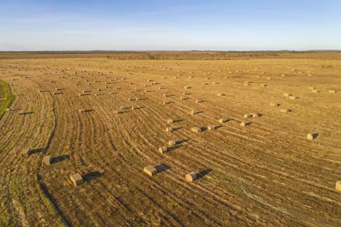 field