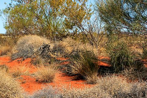 A desert in outback South Australia. 