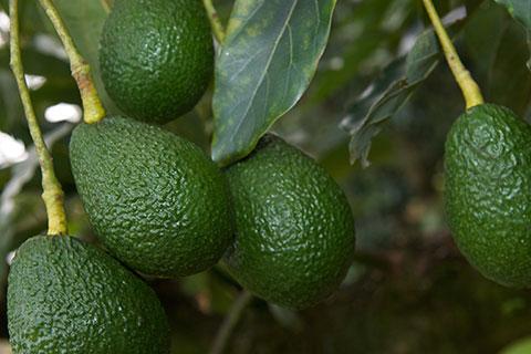 Avocados on a tree in regional Australia