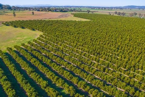 Aerial view of a plantation.