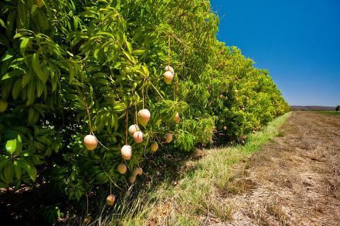 Close up view of mango orchard in regional Australia Getty Images