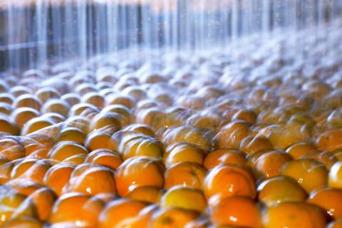 Orange harvest being washed in Australia