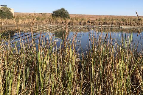 Cooling pond in Birdsville with dark brown water and metal cooling equipment on the surface of the water. There are green reeds in the foreground and a blue cloudless sky. There is a brown grass paddock in the background. 